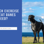 How Much Exercise Do Great Danes Need? The Answer May Surprise You!