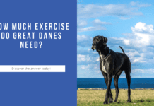 How Much Exercise Do Great Danes Need? The Answer May Surprise You! How Much Exercise Do Great Danes Need? The Answer May Surprise You!