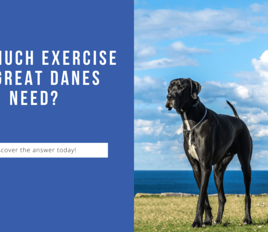 How Much Exercise Do Great Danes Need? The Answer May Surprise You! How Much Exercise Do Great Danes Need? The Answer May Surprise You!