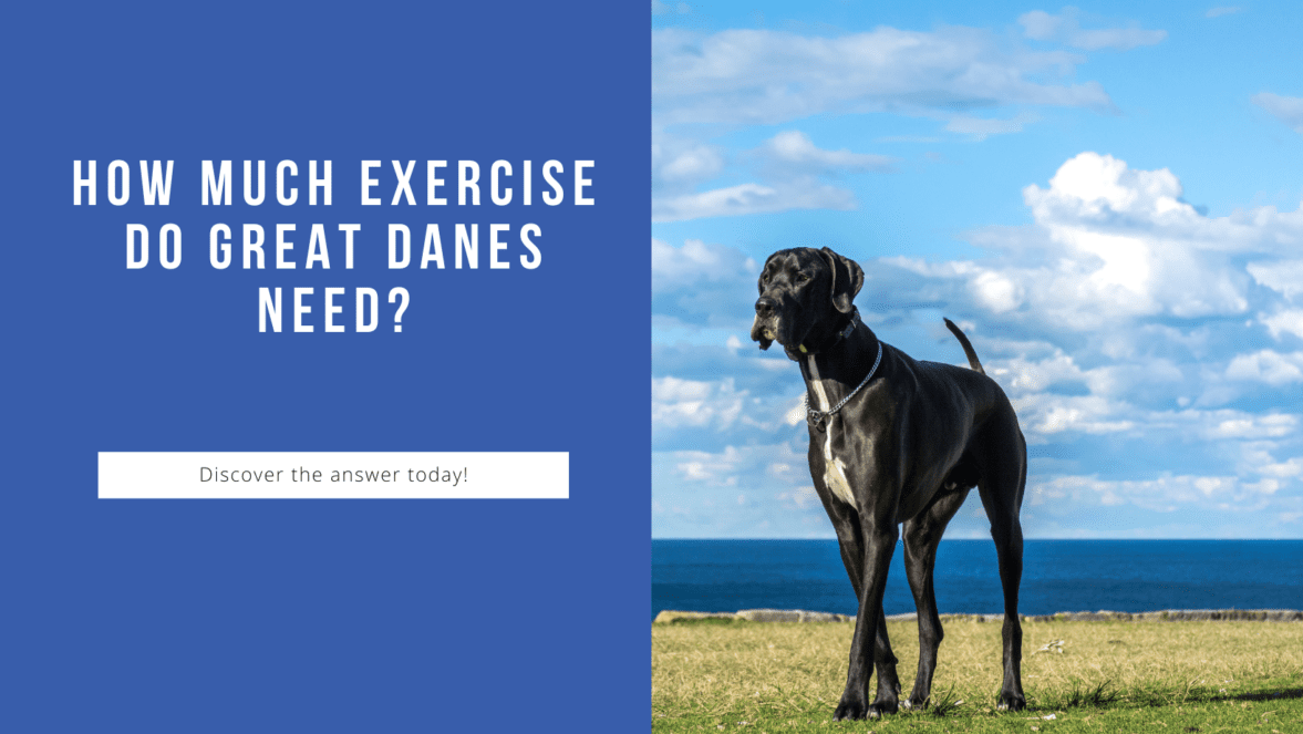 How Much Exercise Do Great Danes Need? The Answer May Surprise You!