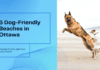 5 Dog-Friendly Beaches in Ottawa: Unleash the Fun 5 Dog-Friendly Beaches in Ottawa: Unleash the Fun
