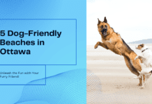 5 Dog-Friendly Beaches in Ottawa: Unleash the Fun 5 Dog-Friendly Beaches in Ottawa: Unleash the Fun