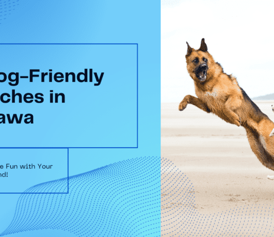 5 Dog-Friendly Beaches in Ottawa: Unleash the Fun 5 Dog-Friendly Beaches in Ottawa: Unleash the Fun