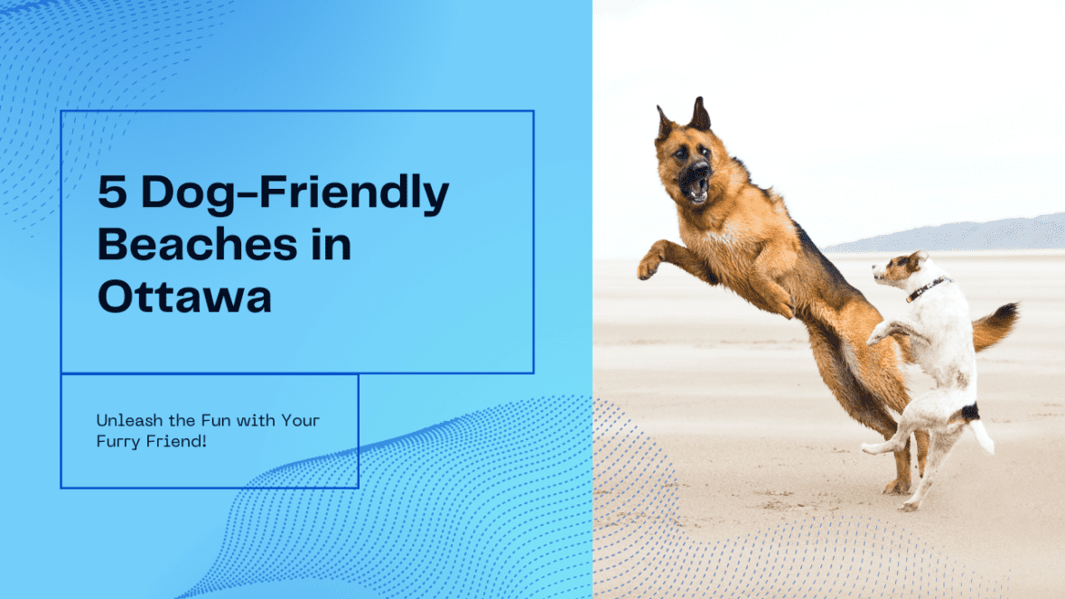 5 Dog-Friendly Beaches in Ottawa: Unleash the Fun