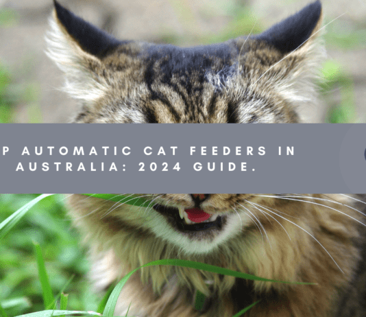 Purrfect Peace of Mind: Top Automatic Cat Feeders in Australia (2024 Guide) automatic cat feeders