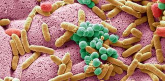 The Complex World of Dogs’ Gut Microbiome and Antibiotics Dogs intestinal Microbiome