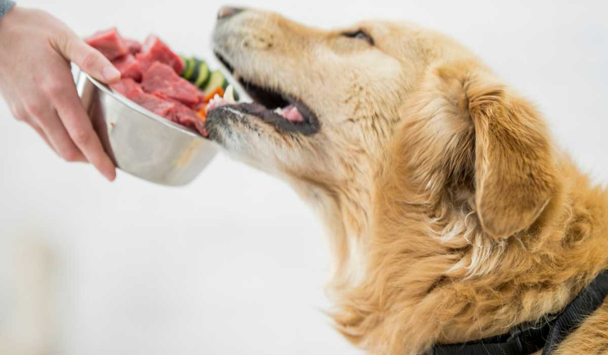 healthy Dog Diet 