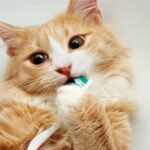 Facts About Cats’ Teeth: Keeping Your Feline Smile Healthy facts about cats's teeth