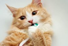 Facts About Cats’ Teeth: Keeping Your Feline Smile Healthy facts about cats's teeth