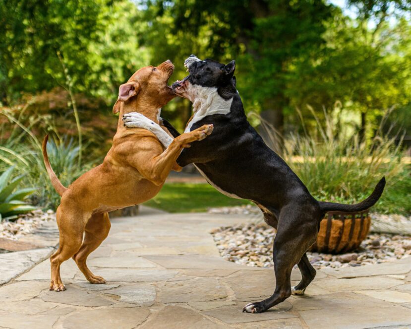Do Vets Handle Aggressive Dogs? - Expert Guide
