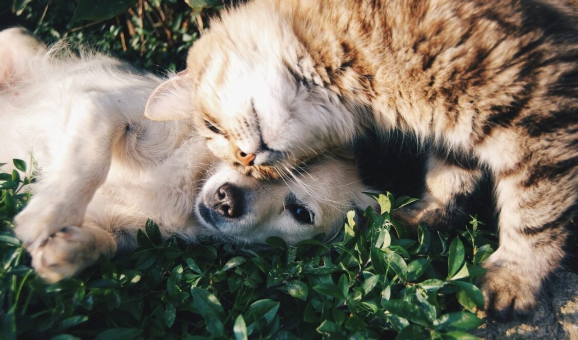 biały pies i szary kot przytulają się na trawie