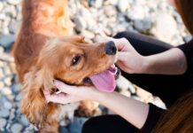 Tips for Maintaining Your Dog’s Fresh Breath and Healthy Gums Tips for Maintaining Your Dog's Fresh Breath and Healthy Gums