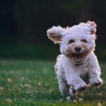 Effective Training Techniques for Your Puppy