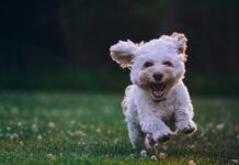 Effective Training Techniques for Your Puppy Effective Training Techniques for Your Puppy