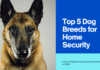 Top 5 Dog Breeds for Home Security in 2024: Loyal Companions and Fearless Protectors