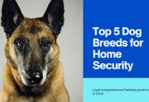 Top 5 Dog Breeds for Home Security: Loyal Companions and Fearless Protectors Top 5 Dog Breeds for Home Security in 2024: Loyal Companions and Fearless Protectors
