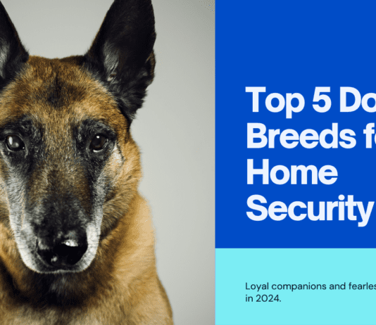 Top 5 Dog Breeds for Home Security: Loyal Companions and Fearless Protectors Top 5 Dog Breeds for Home Security in 2024: Loyal Companions and Fearless Protectors