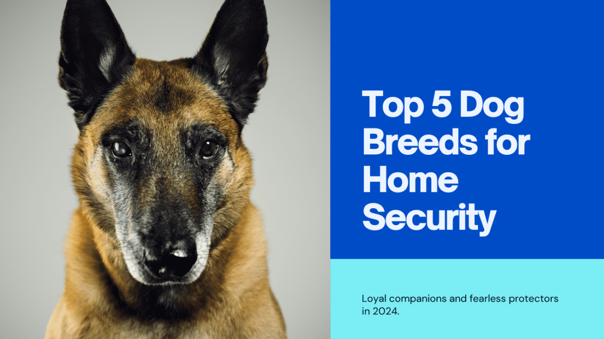 Top 5 Dog Breeds for Home Security in 2024: Loyal Companions and Fearless Protectors