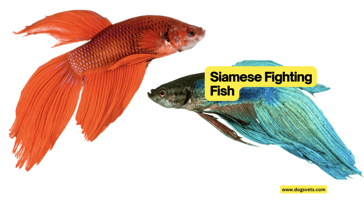 Fighting Fish Types Meet The Betta: Your Guide To The Magnificent Siamese Fighting Fish