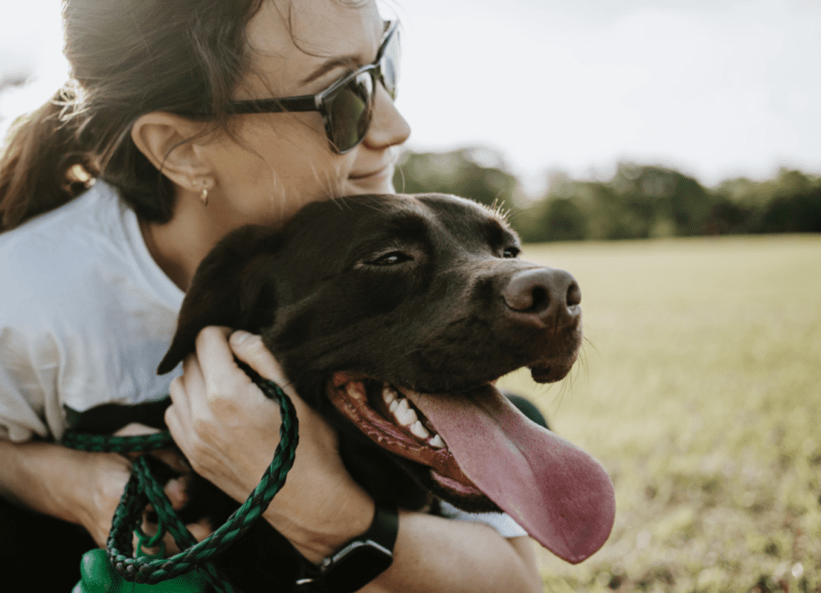 Anjing Terbaik untuk Pelajar: Teman untuk Perjalanan Kolej Anda