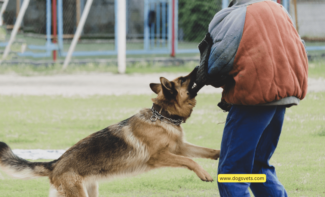 Kto może zostać pociągnięty do odpowiedzialności za ataki policyjnych psów?