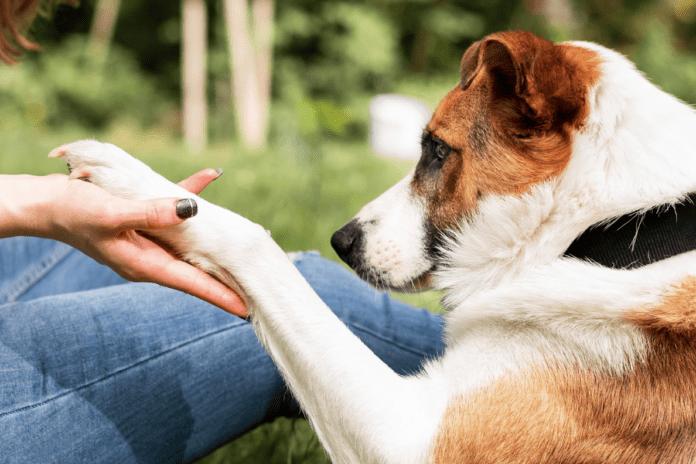 Κόψιμο και Τρίψιμο Νυχιών Σκύλου: Τι είναι το καλύτερο;