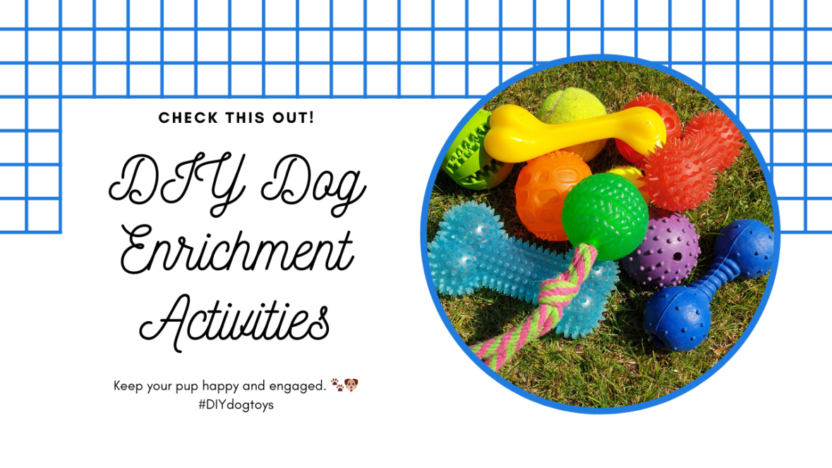 Actividades de enriquecimiento para perros hechas por usted mismo: desatar la creatividad y mantener feliz a su cachorro