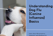 Understanding Dog Flu (Canine Influenza) Basics Understanding Dog Flu (Canine Influenza) Basics