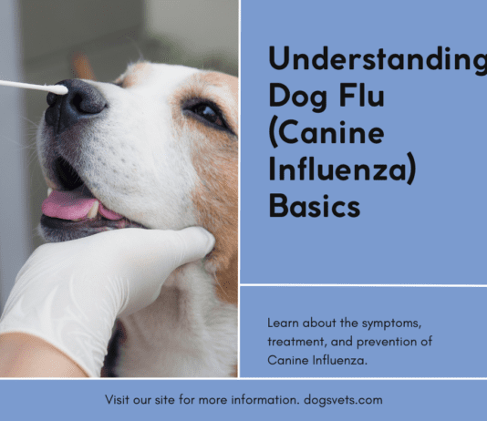 Understanding Dog Flu (Canine Influenza) Basics Understanding Dog Flu (Canine Influenza) Basics