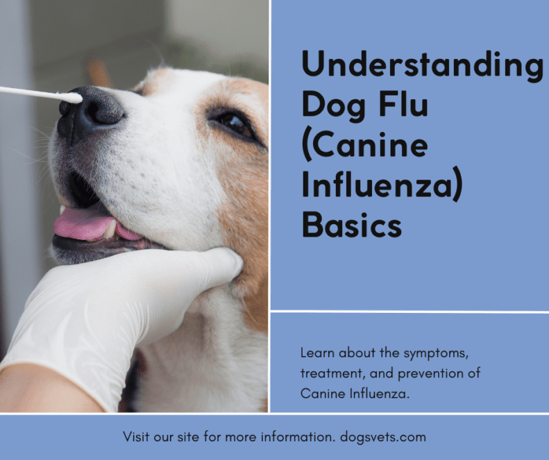 Understanding Dog Flu (Canine Influenza) Basics