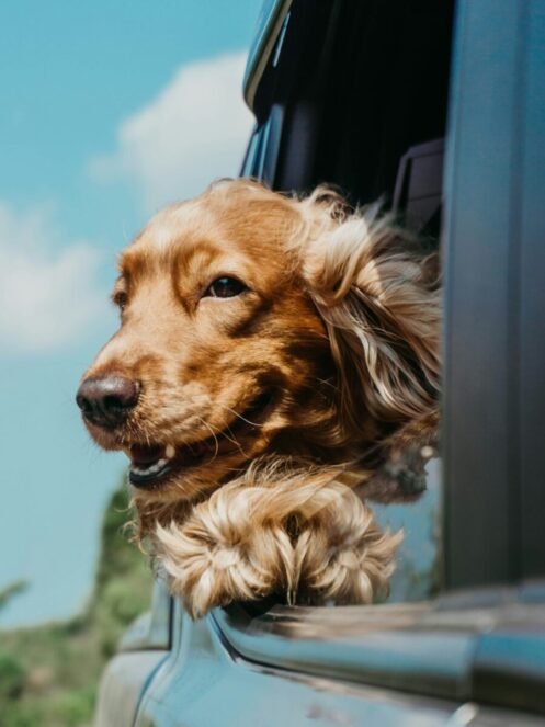 Dog-Friendly Vacation Destinations in USA