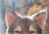 How Can I Make My Own Natural Pest Repellent for My Dog? How Can I Make My Own Natural Pest Repellent for My Dog?