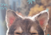 How Can I Make My Own Natural Pest Repellent for My Dog? How Can I Make My Own Natural Pest Repellent for My Dog?