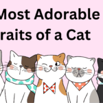 5 Most Adorable Traits of a Cat: Unleashing the Feline Power of Cuteness 5 Most Adorable Traits of a Cat: Unleashing the Feline Power of Cuteness