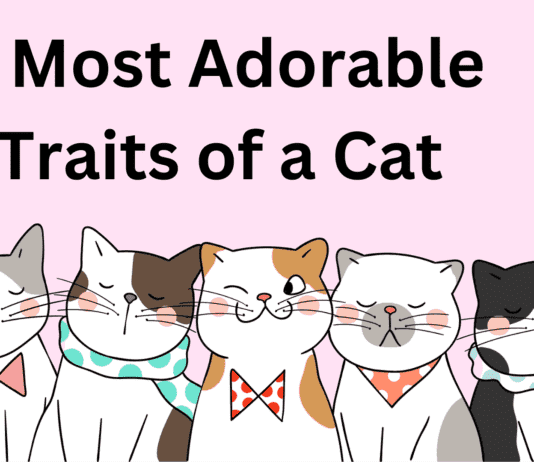 5 Most Adorable Traits of a Cat: Unleashing the Feline Power of Cuteness 5 Most Adorable Traits of a Cat: Unleashing the Feline Power of Cuteness