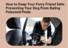 How to Keep Your Furry Friend Safe: Preventing Your Dog From Eating Poisoned Pests How to Keep Your Furry Friend Safe: Preventing Your Dog From Eating Poisoned Pests