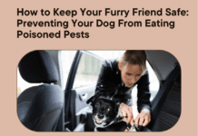 How to Keep Your Furry Friend Safe: Preventing Your Dog From Eating Poisoned Pests How to Keep Your Furry Friend Safe: Preventing Your Dog From Eating Poisoned Pests