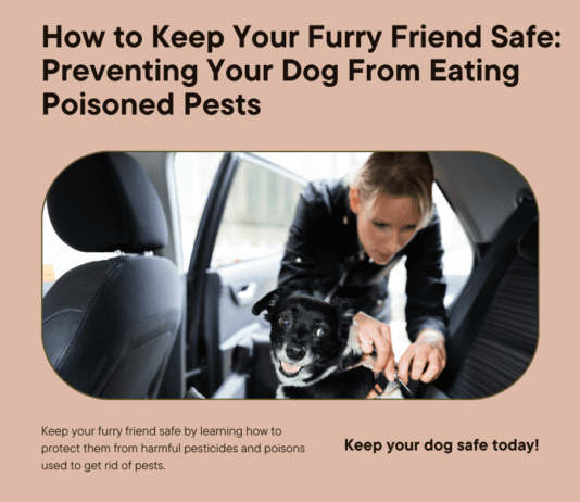 How to Keep Your Furry Friend Safe: Preventing Your Dog From Eating Poisoned Pests How to Keep Your Furry Friend Safe: Preventing Your Dog From Eating Poisoned Pests