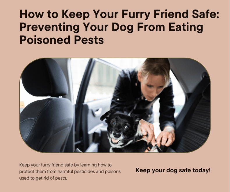 How to Keep Your Furry Friend Safe: Preventing Your Dog From Eating Poisoned Pests