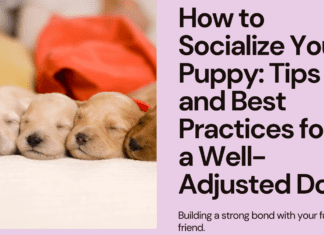 How to Socialize Your Puppy: Tips and Best Practices for a Well-Adjusted Dog