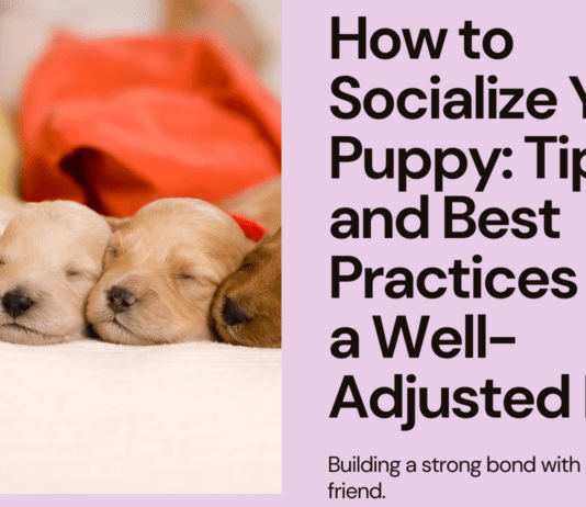 How to Socialize Your Puppy: Tips and Best Practices for a Well-Adjusted Dog How to Socialize Your Puppy: Tips and Best Practices for a Well-Adjusted Dog