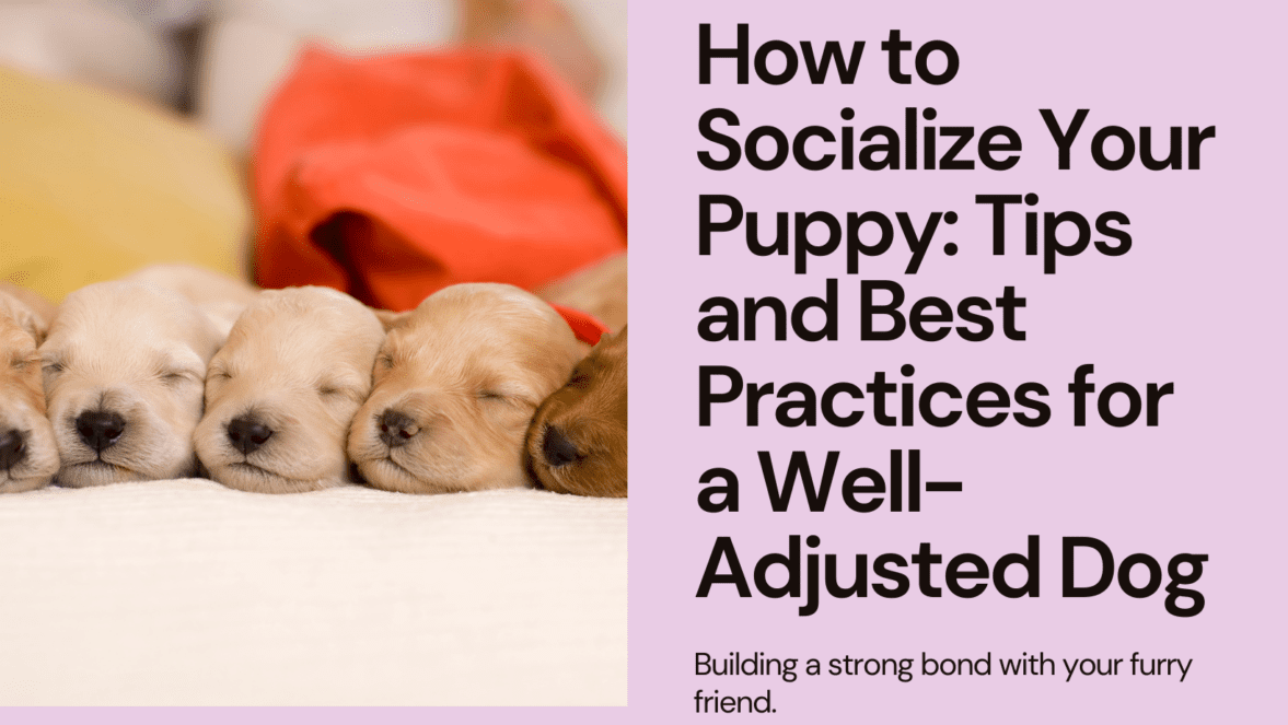 Cómo socializar a su cachorro: consejos y mejores prácticas para un perro bien adaptado