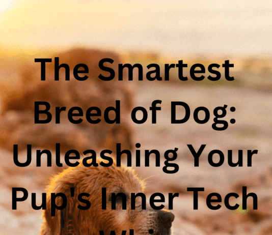 Top 5 Smartest Breed of Dogs: Unleashing Your Pup’s Inner Tech Whiz The Smartest Breed of Dog: Unleashing Your Pup's Inner Tech Whiz