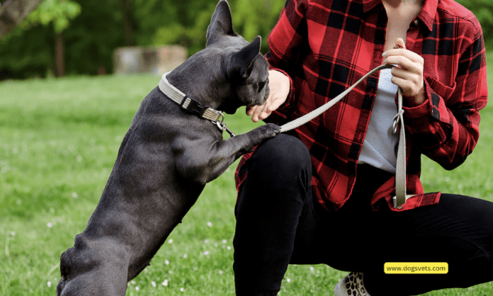 ခွေးလေ့ကျင့်ရေးကျွမ်းကျင်ခြင်း- ထပ်ခါတလဲလဲနှင့် တသမတ်တည်းရှိသော စွမ်းအား