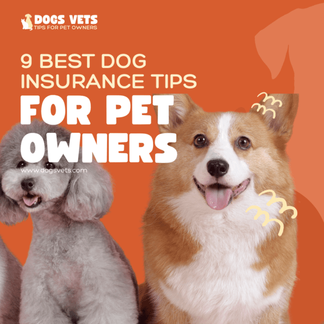 ペットの飼い主のための犬保険に関する 9 つのヒント