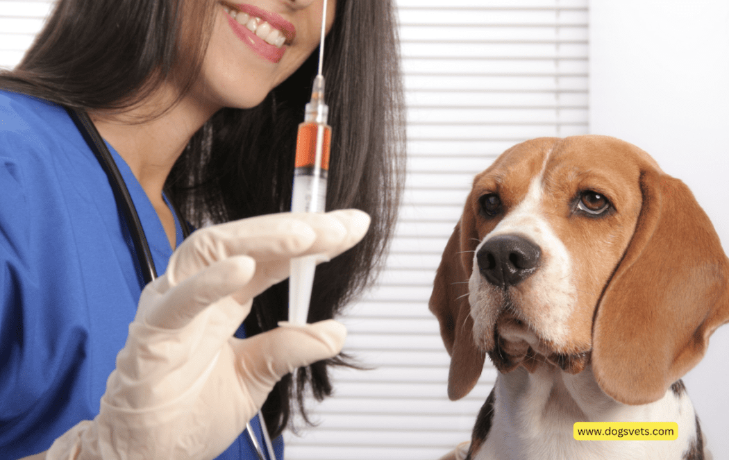 狂犬病のリスク：予防策と犬に噛まれた後の即時行動