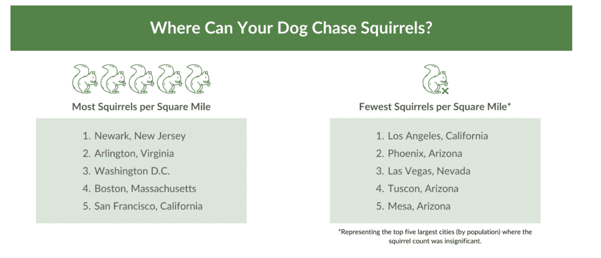 Cities Where Dogs Can Chase Squirrels