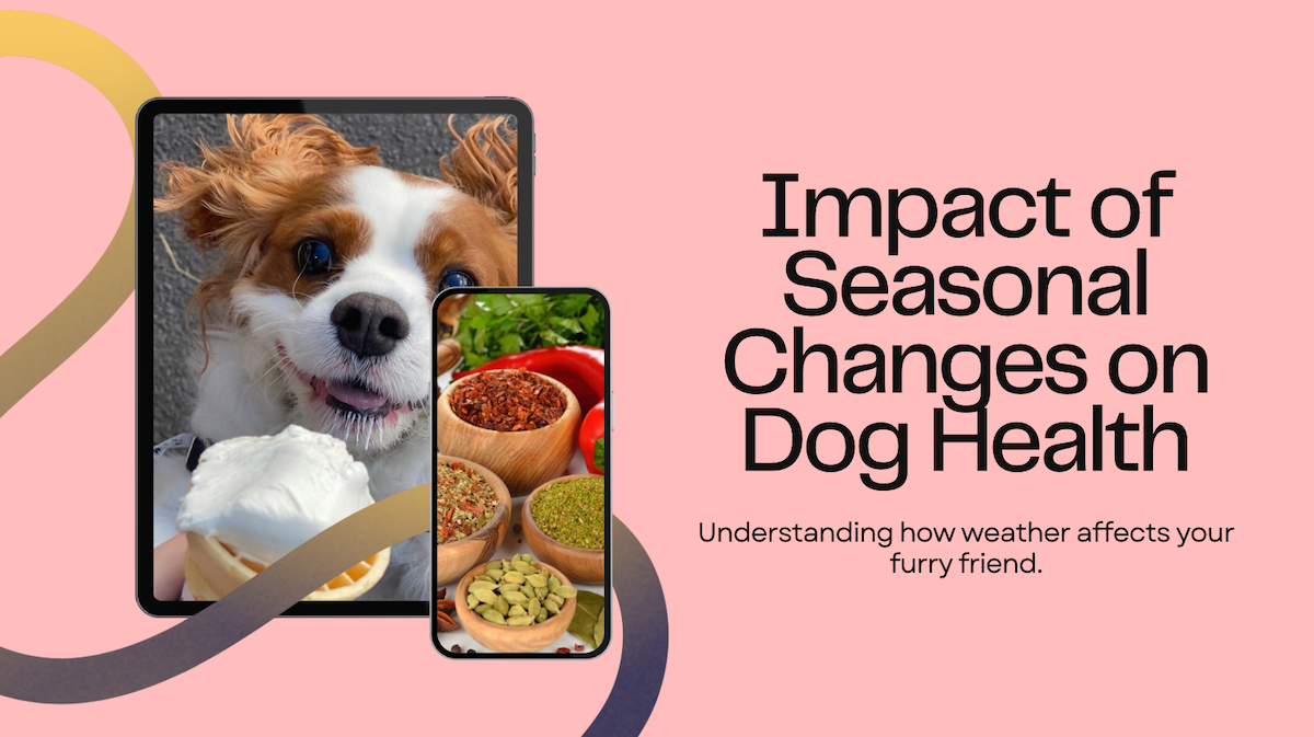 El impacto de los cambios estacionales en la salud del perro