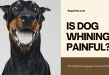 IS DOG WHINING PAINFUL? Understanding Your Canine Companion’s Communication IS DOG WHINING PAINFUL?