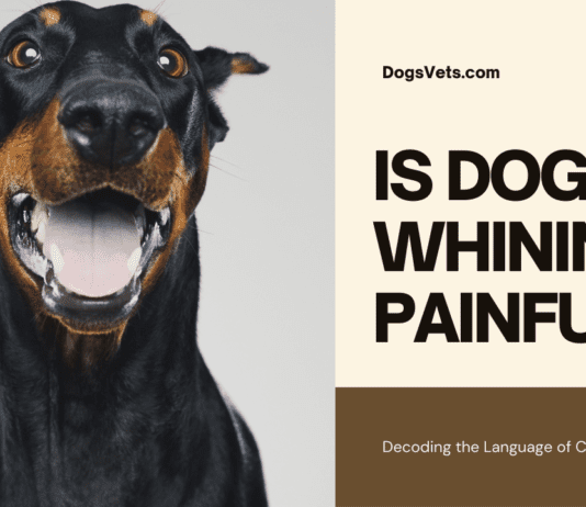 IS DOG WHINING PAINFUL? Understanding Your Canine Companion’s Communication IS DOG WHINING PAINFUL?
